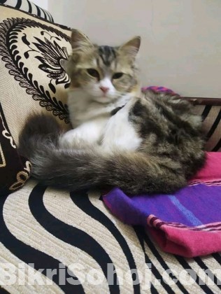 Mixed Persian Cat